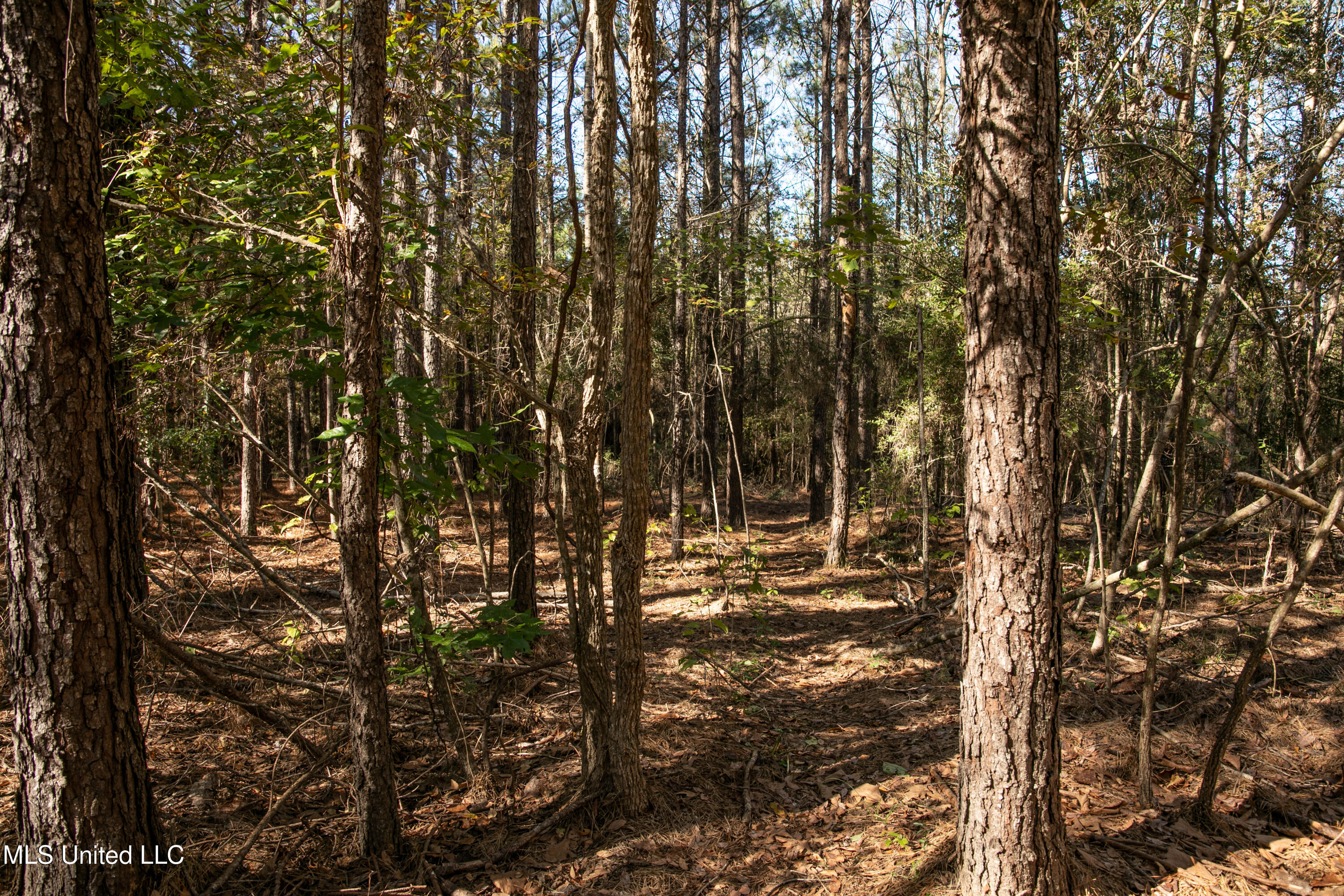 Union Road Hazlehurst, MS 39083 - Photo 5 of 29 copiah40-36