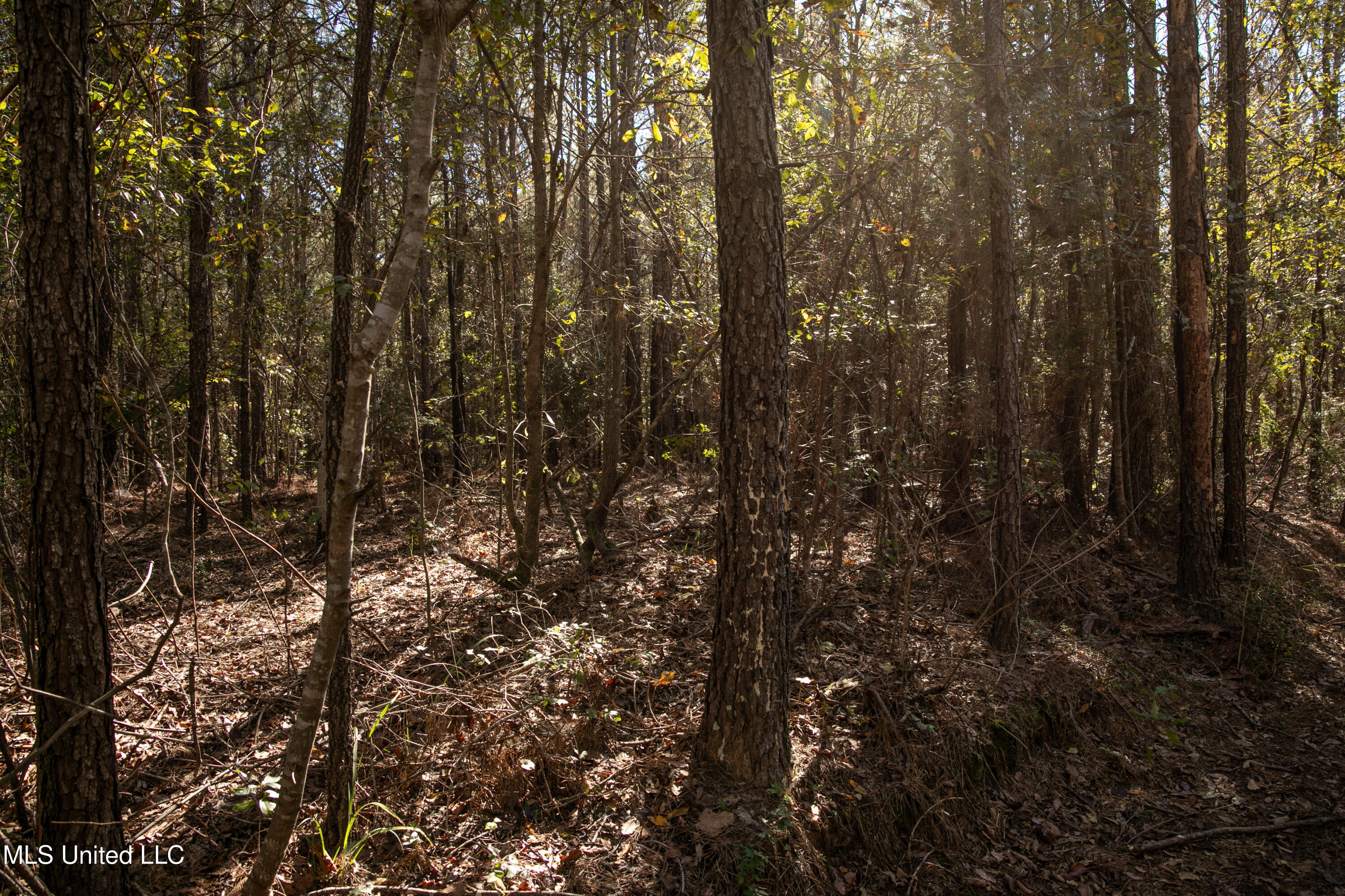 Union Road Hazlehurst, MS 39083 - Photo 6 of 29 copiah40-37