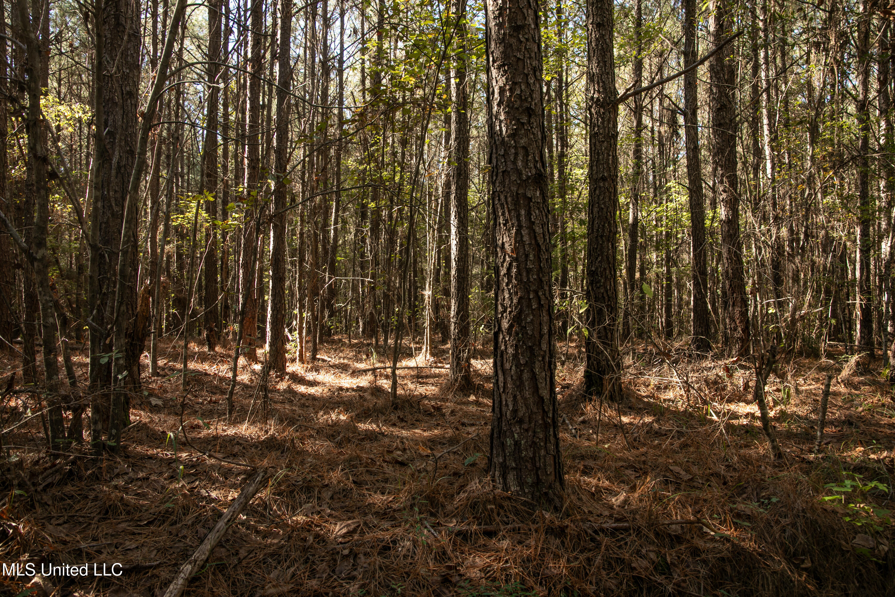 Union Road Hazlehurst, MS 39083 - Photo 10 of 29 copiah40-41