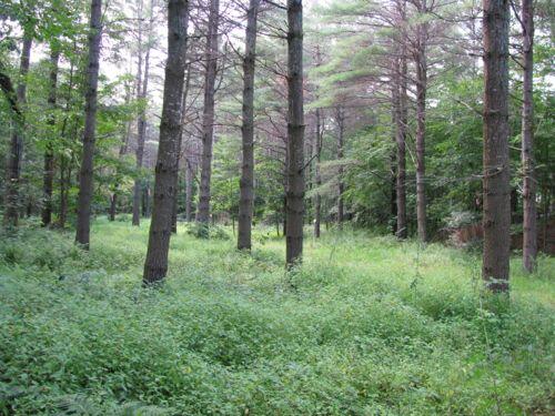 1267 Rt 2 Rumford, ME 04276 - Photo 11 of 17 be8183ee7838fec01dd986d36112e90b