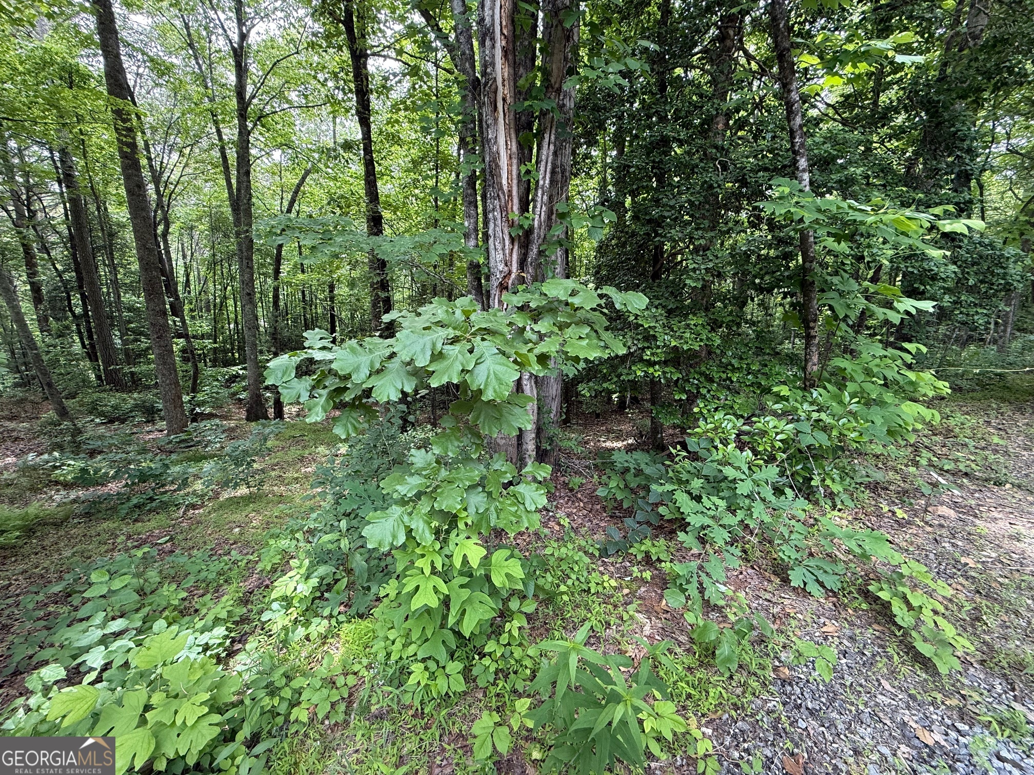 0 Mr Bert Road Hiawassee, GA 30546 - Photo 5 of 22