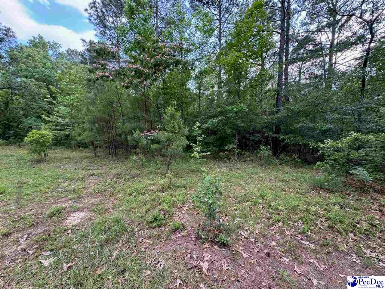2139 Moccasin Bluff Road Hamer, SC 29547 - Photo 5 of 10 Gallery Image 5