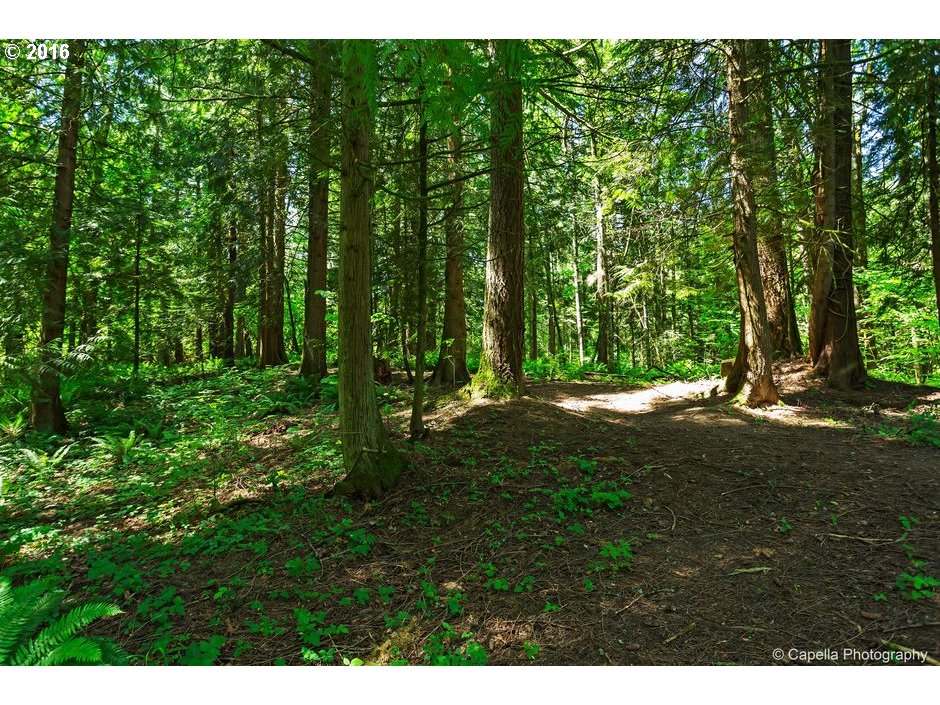 19428 Northwest Logie Trail Road Portland, OR 97231 - Photo 17 of 20 a open area with trees in the background