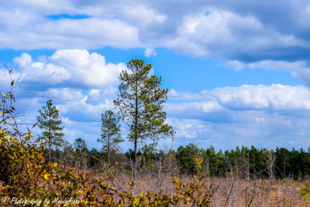 Lot 18 Cooks Bridge Road Aiken, SC 29801 - Photo 3 of 15