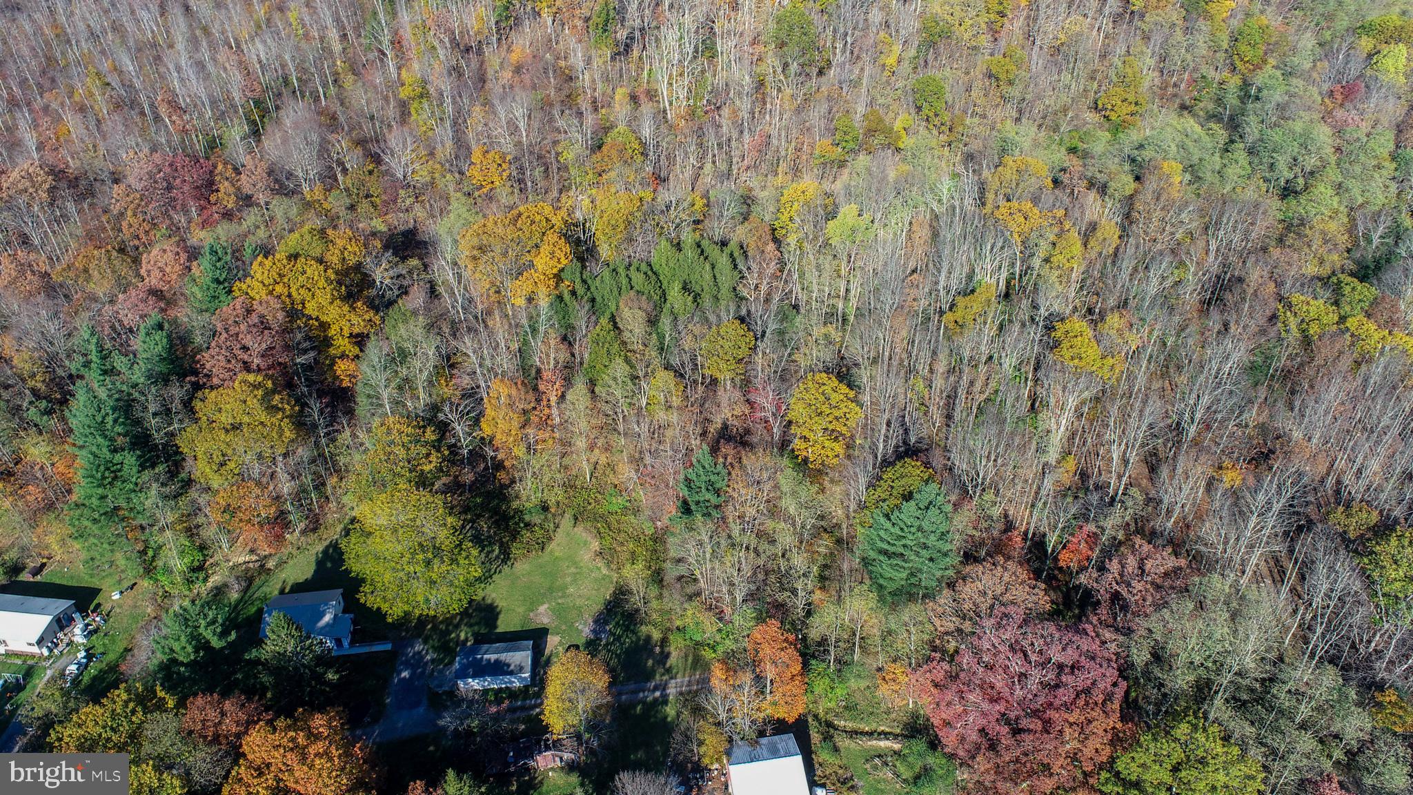 63 Wallman Road Oakland, MD 21550 - Photo 56 of 60 a view of a garden with plants and trees