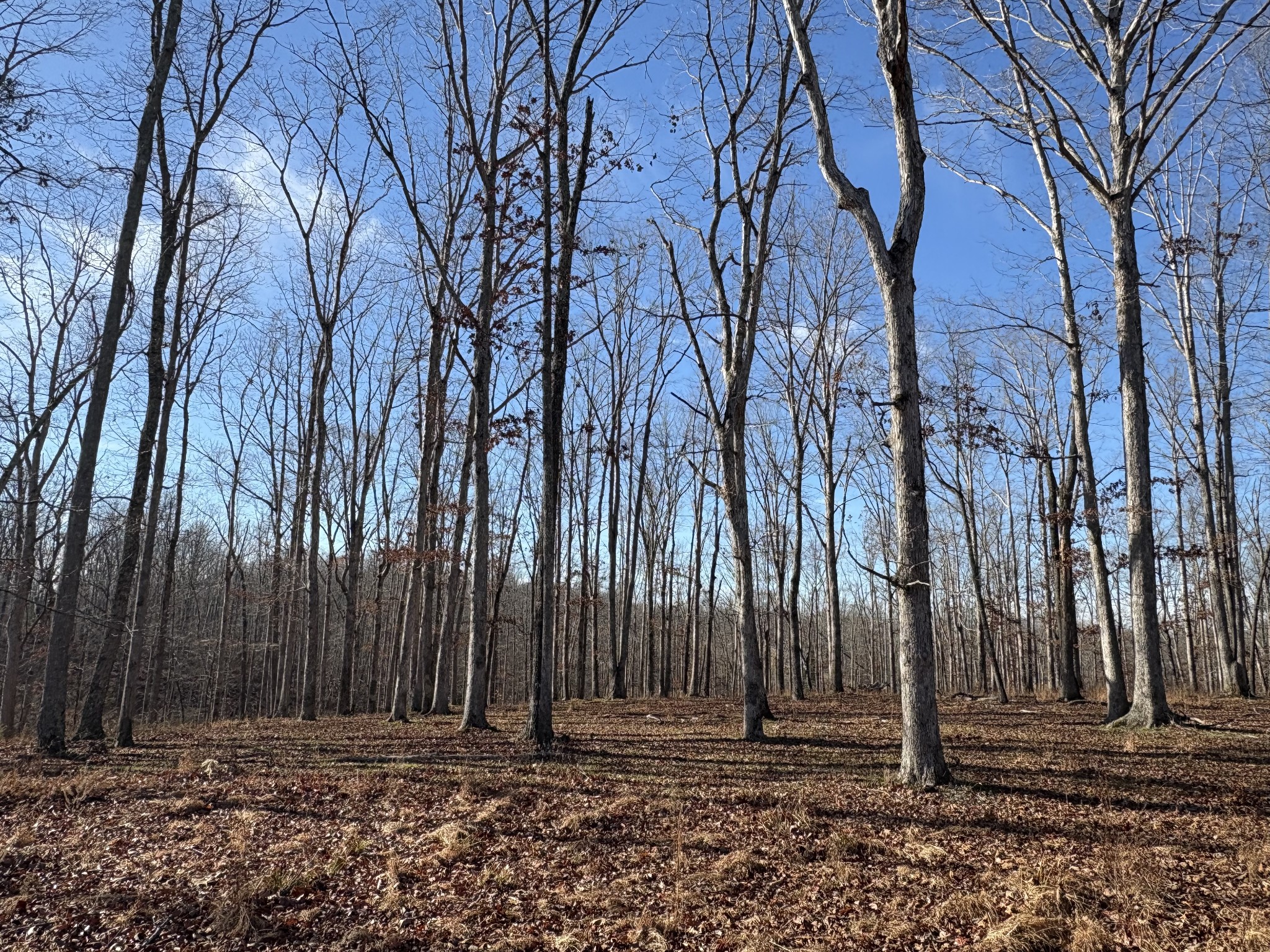 133 Shelton Cemetery Road Cumberland Furnace, TN 37051 - Photo 2 of 7 a view of a backyard with trees