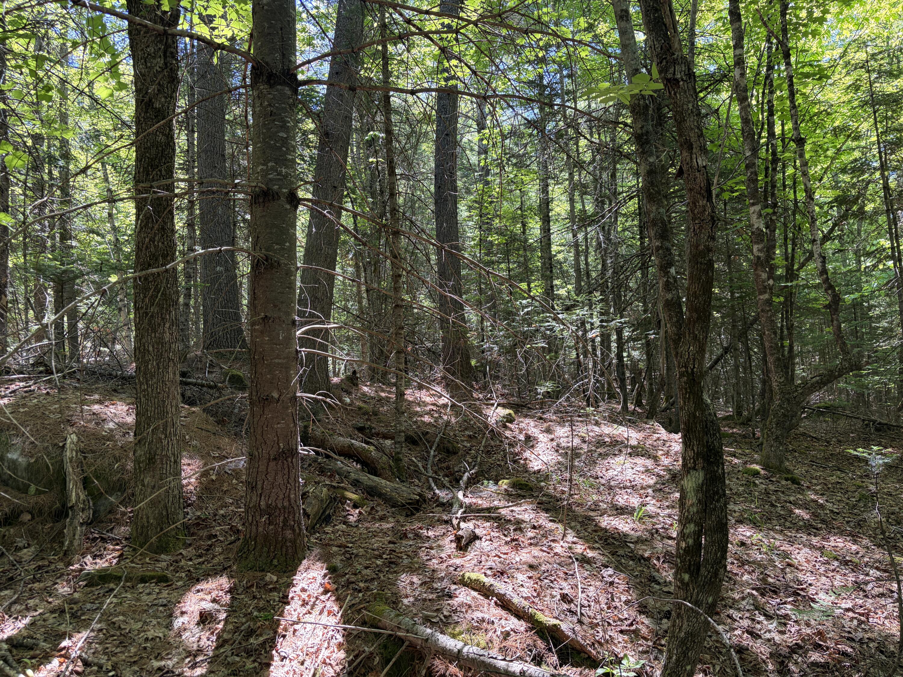 Lot 4 Holley Road Farmington, ME 04938 - Photo 3 of 18 IMG_7964