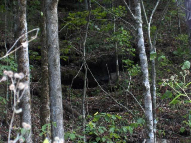 1100 McCormick Ridge Road Whitleyville, TN 38588 - Photo 8 of 20