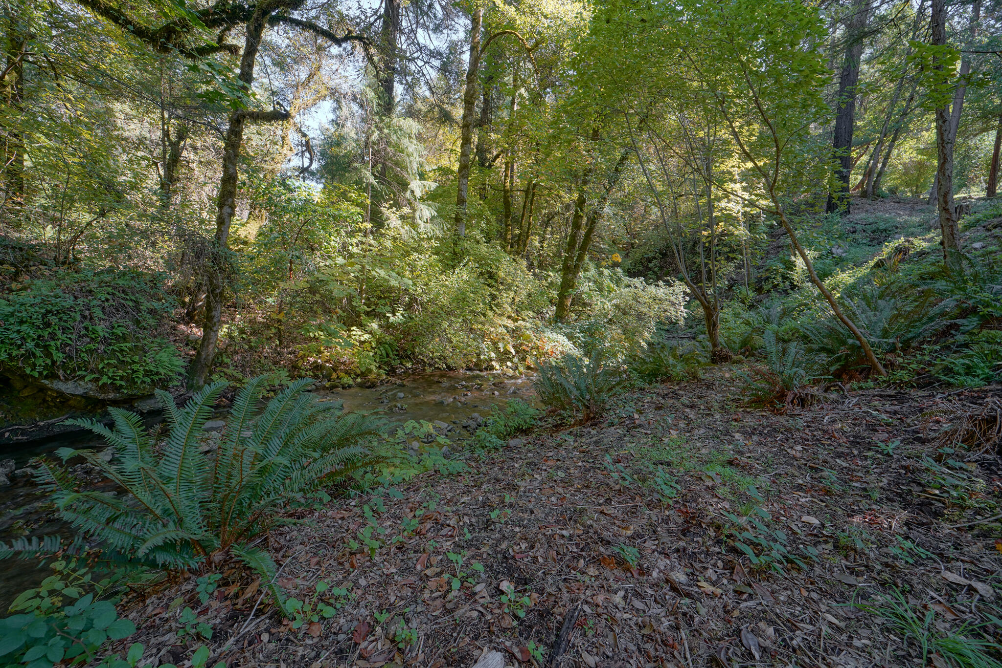 420 Price Creek Road Big Bar, CA 96010 - Photo 13 of 63 a view of a large yard with lots of green space