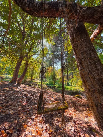 a view of a tree in the middle of a forest