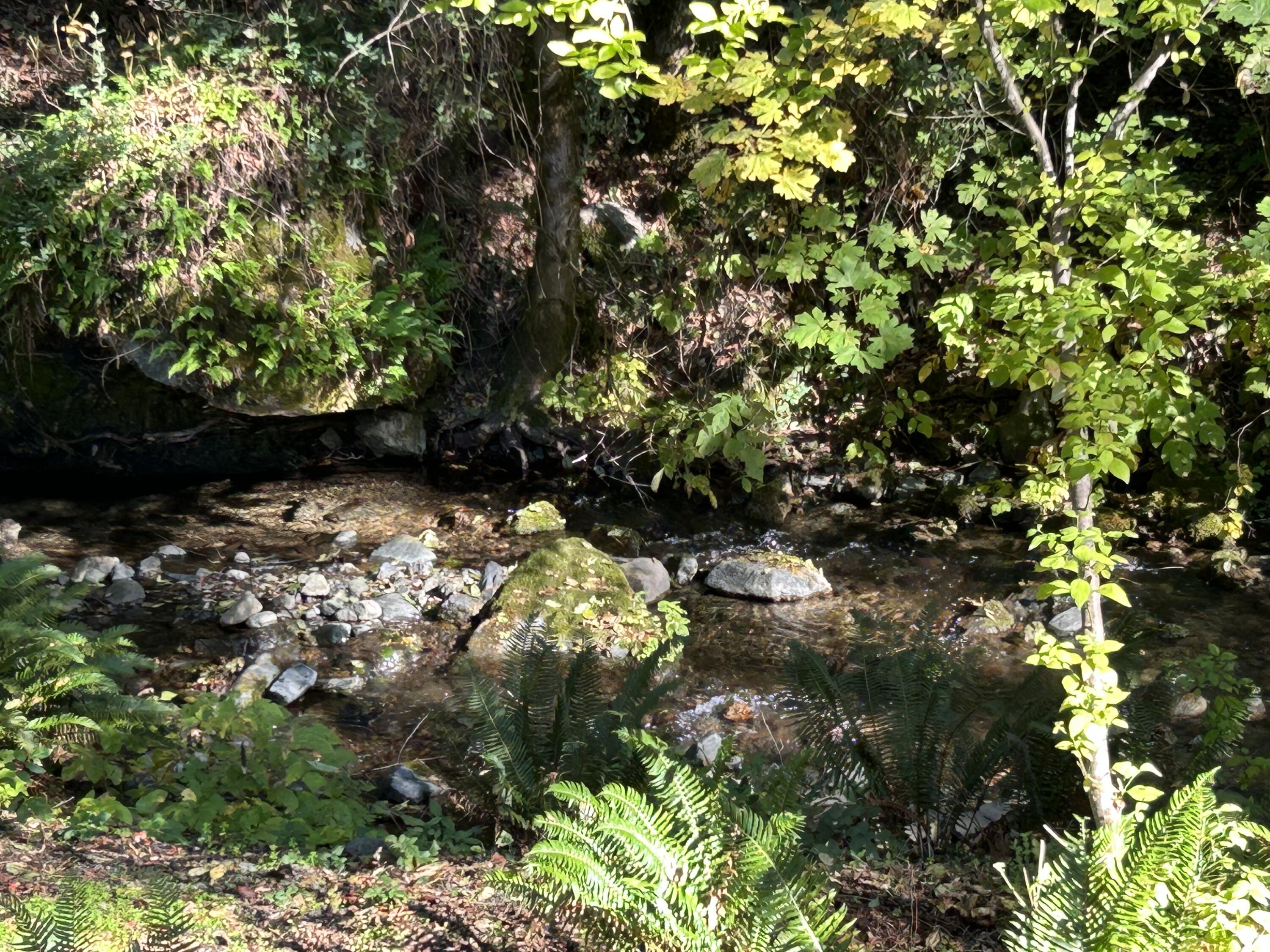 420 Price Creek Road Big Bar, CA 96010 - Photo 52 of 63 a view of flowers in a yard