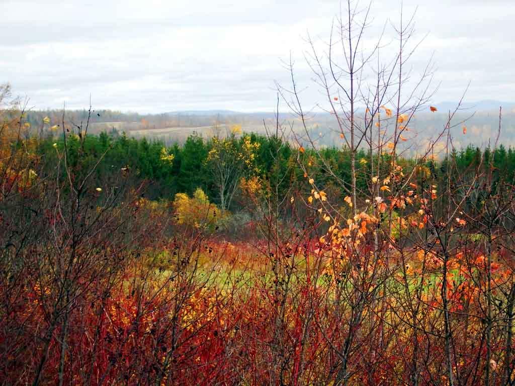 Lot 16 Rte 11 Patten, ME 04765 - Photo 19 of 32 patten-me-land-zannini-10