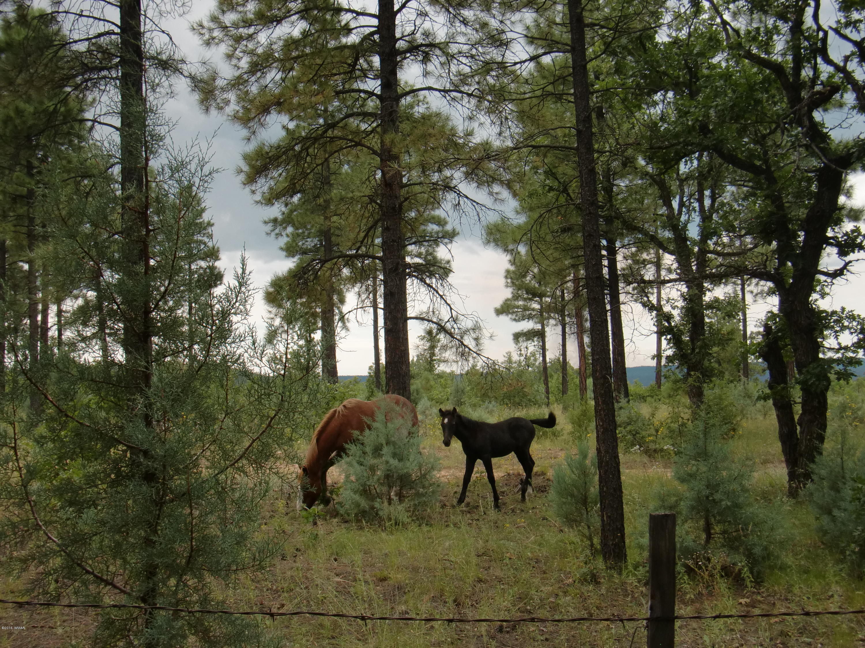 2904 West Rim Road Lakeside, AZ 85929 - Photo 25 of 32