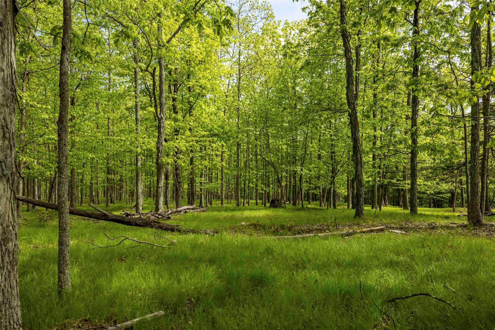 8 Forest Camp Road Wawarsing, NY 12489 - Photo 11 of 19 a view of a park
