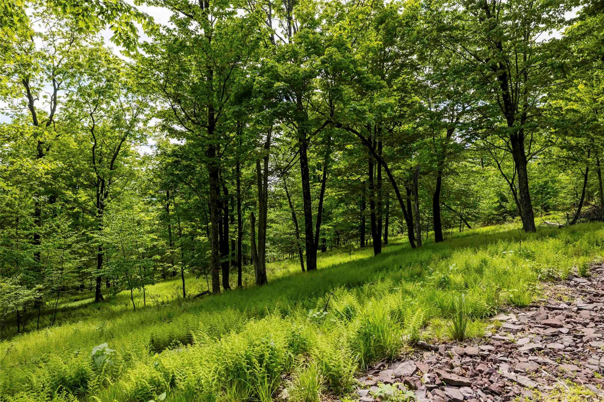 8 Forest Camp Road Wawarsing, NY 12489 - Photo 7 of 19 a view of a lush green space