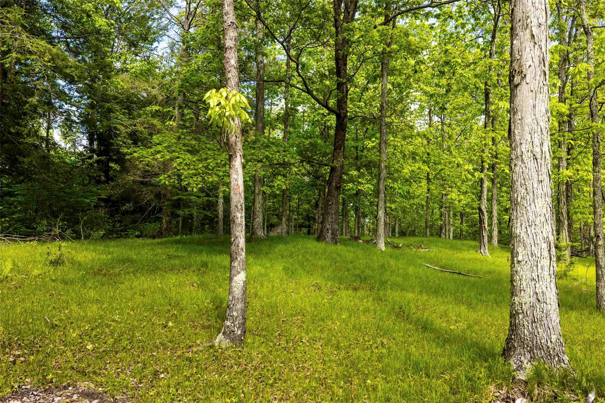8 Forest Camp Road Wawarsing, NY 12489 - Photo 8 of 19 a view of a trees with a yard
