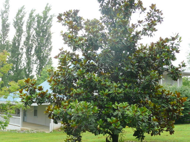 213 Lees Chapel Road Sweetwater, TN 37874 - Photo 25 of 25 21-P1030575