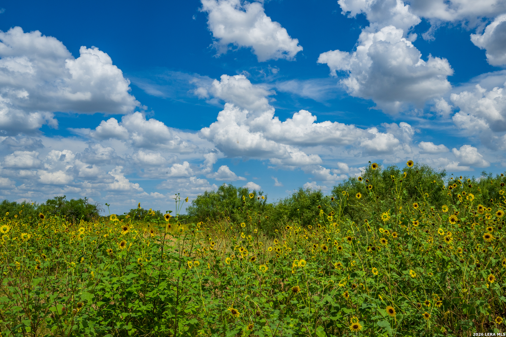 994 Marburger Road Crystal City, TX 78839 - Photo 22 of 52 Gallery Image 22