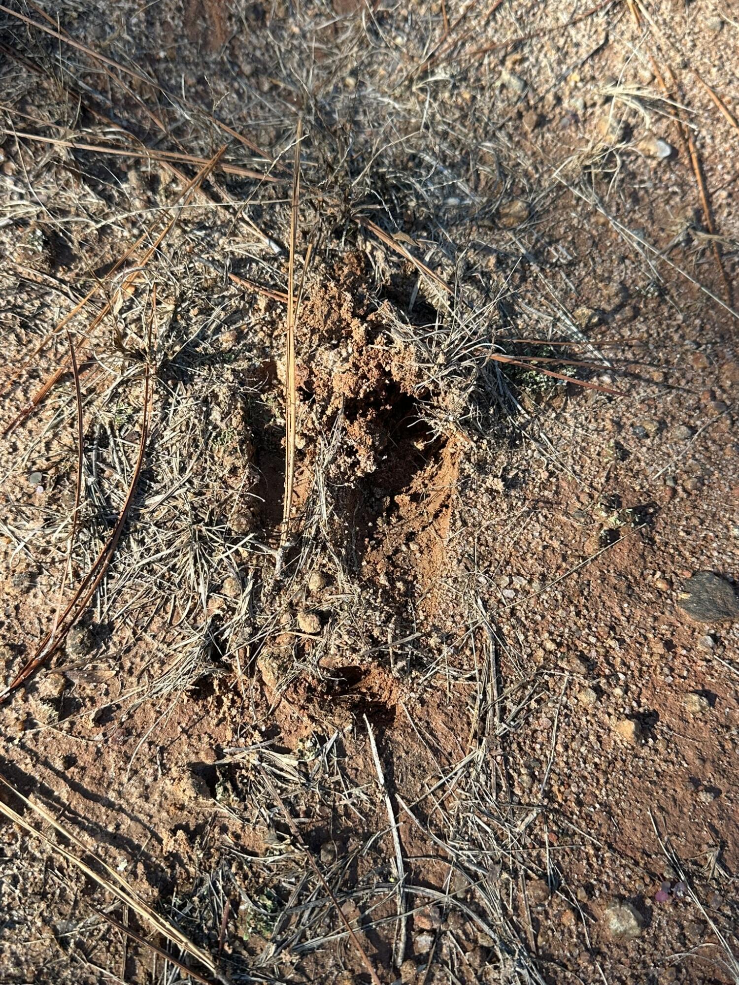 1252 Rogers Road Tignall, GA 30668 - Photo 4 of 29 IMG_1317