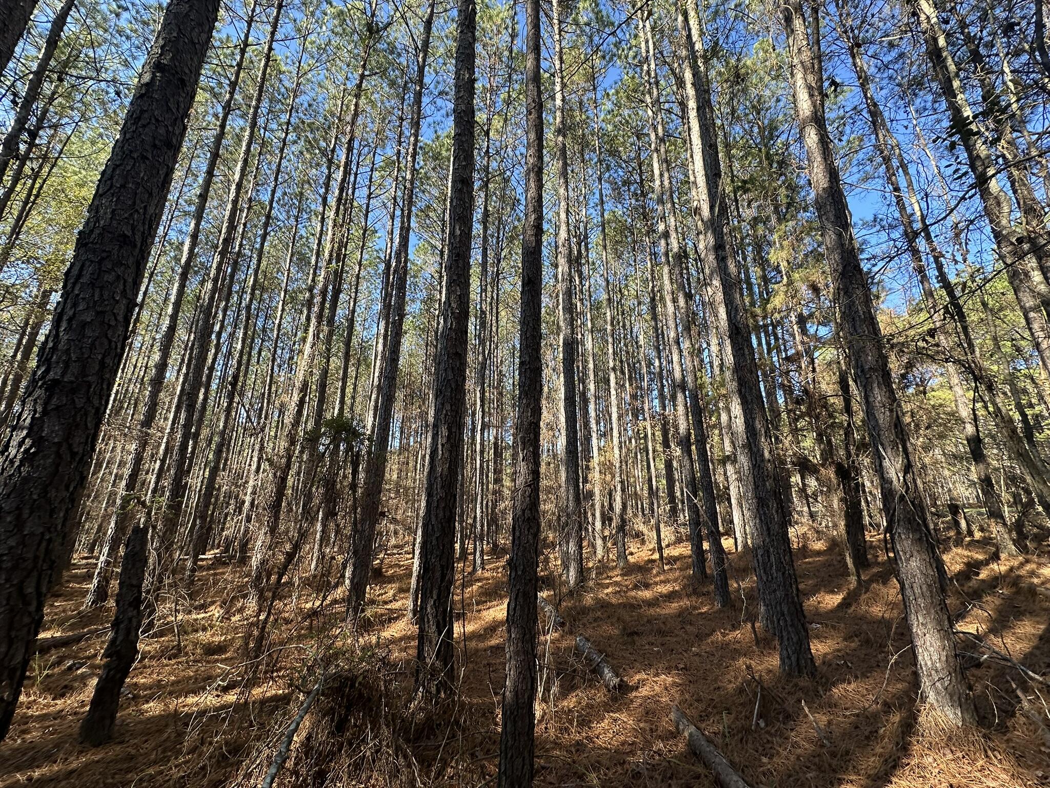 1252 Rogers Road Tignall, GA 30668 - Photo 6 of 29 IMG_1319