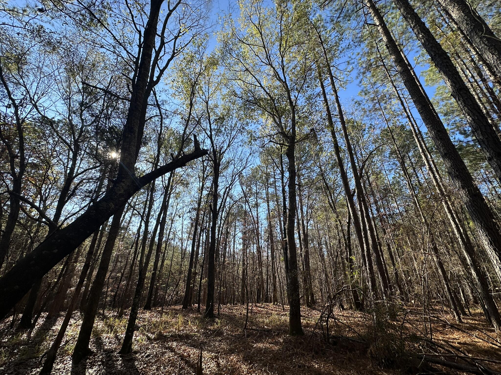 1252 Rogers Road Tignall, GA 30668 - Photo 7 of 29 IMG_1320