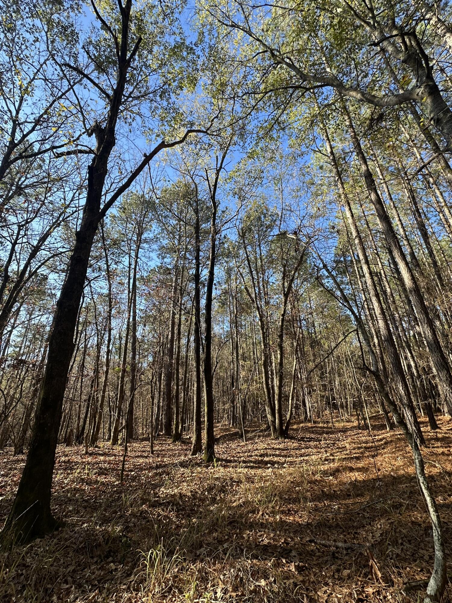 1252 Rogers Road Tignall, GA 30668 - Photo 8 of 29 IMG_1321