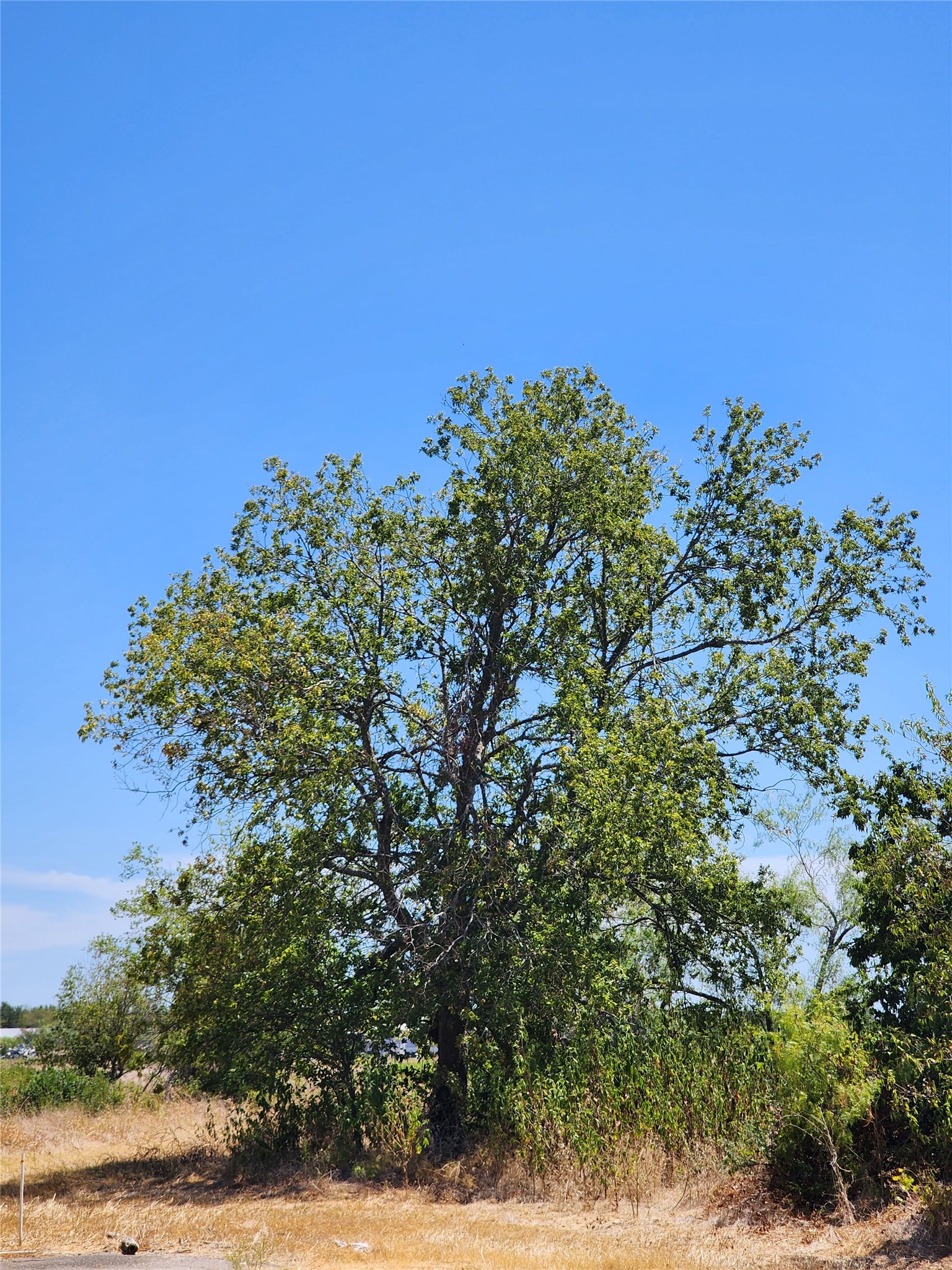18327 Blake Manor Road, Unit A Manor, TX 78653 - Photo 20 of 21 View of undeveloped land