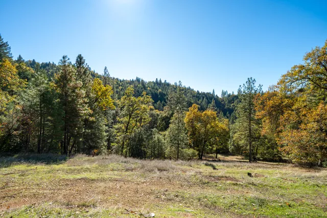 a view of a lush green forest with a mountain in the background
