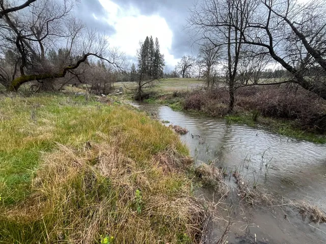 a view of a yard with large trees