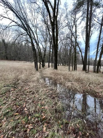 a view of large trees with a yard
