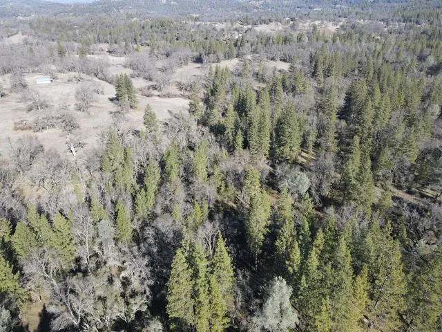 a view of a dry field with lots of trees