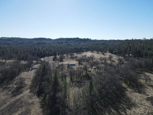 a view of a forest with trees in the background