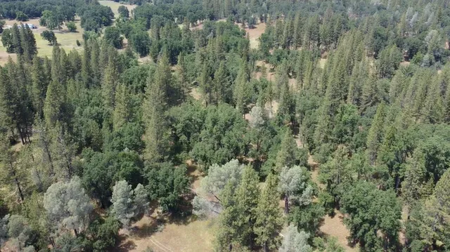 a yard with tall trees