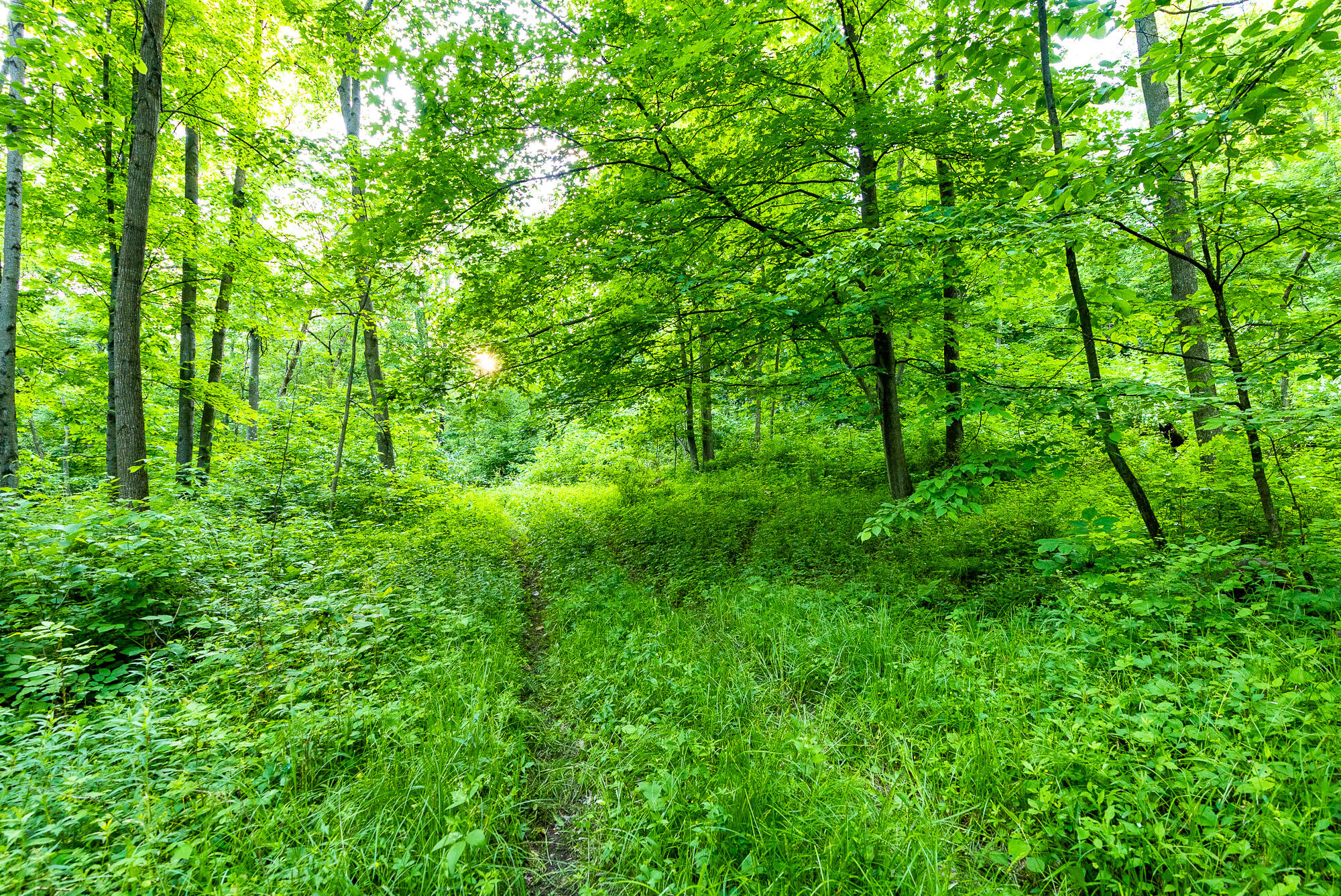 Lt0 Denzer Road North Freedom, WI 53951 - Photo 60 of 68 Sauk-County-WI-54-Acres-Land-For-Sale-62