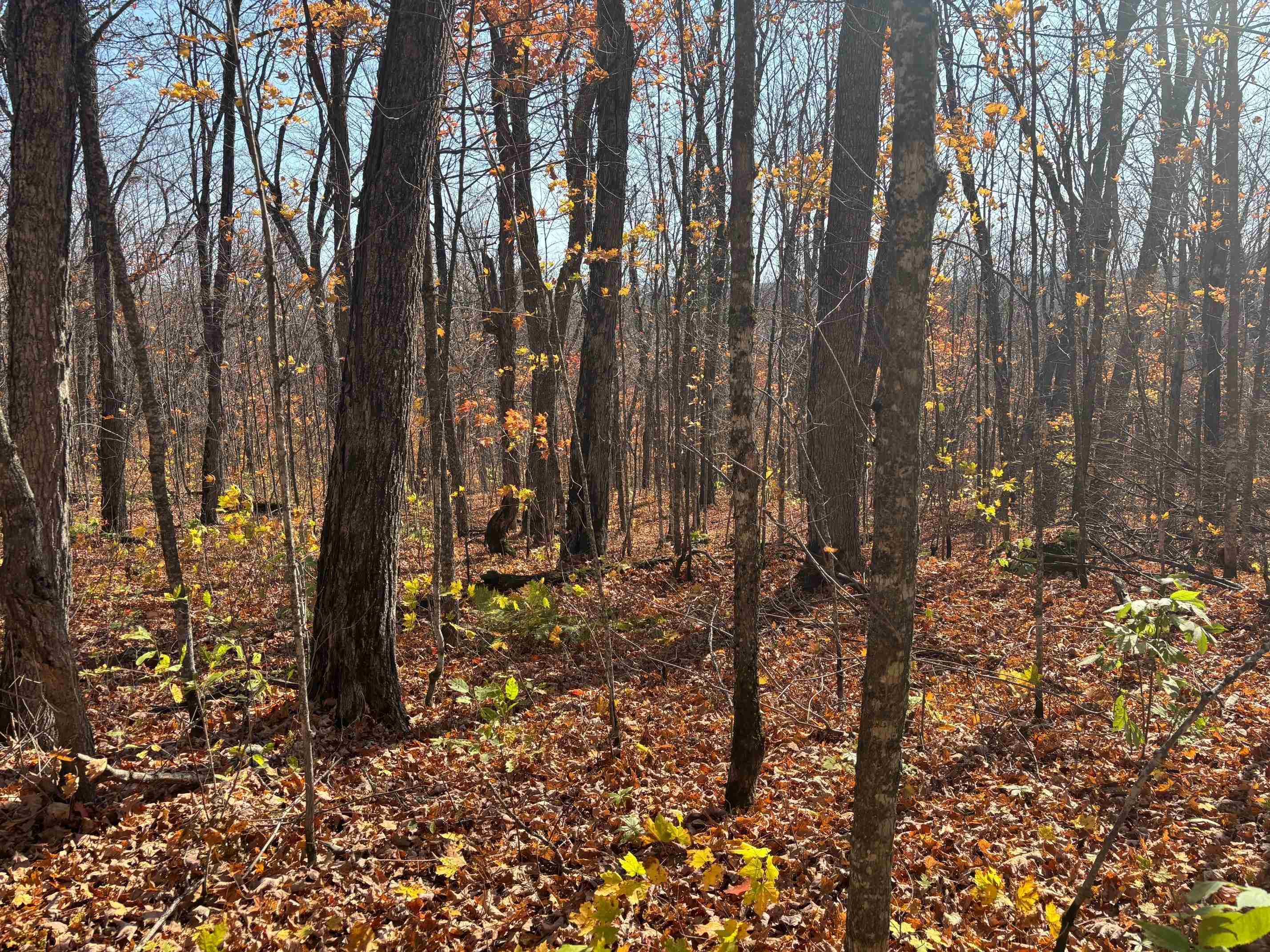 Xx West Deeryard Lake Road Lutsen, MN 55612 - Photo 6 of 12