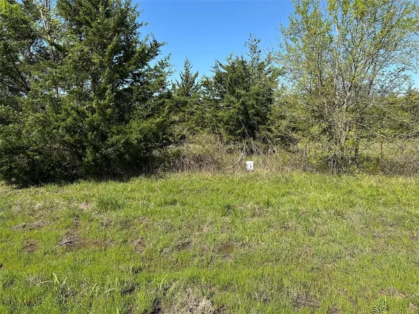 a view of a yard with plants and a tree