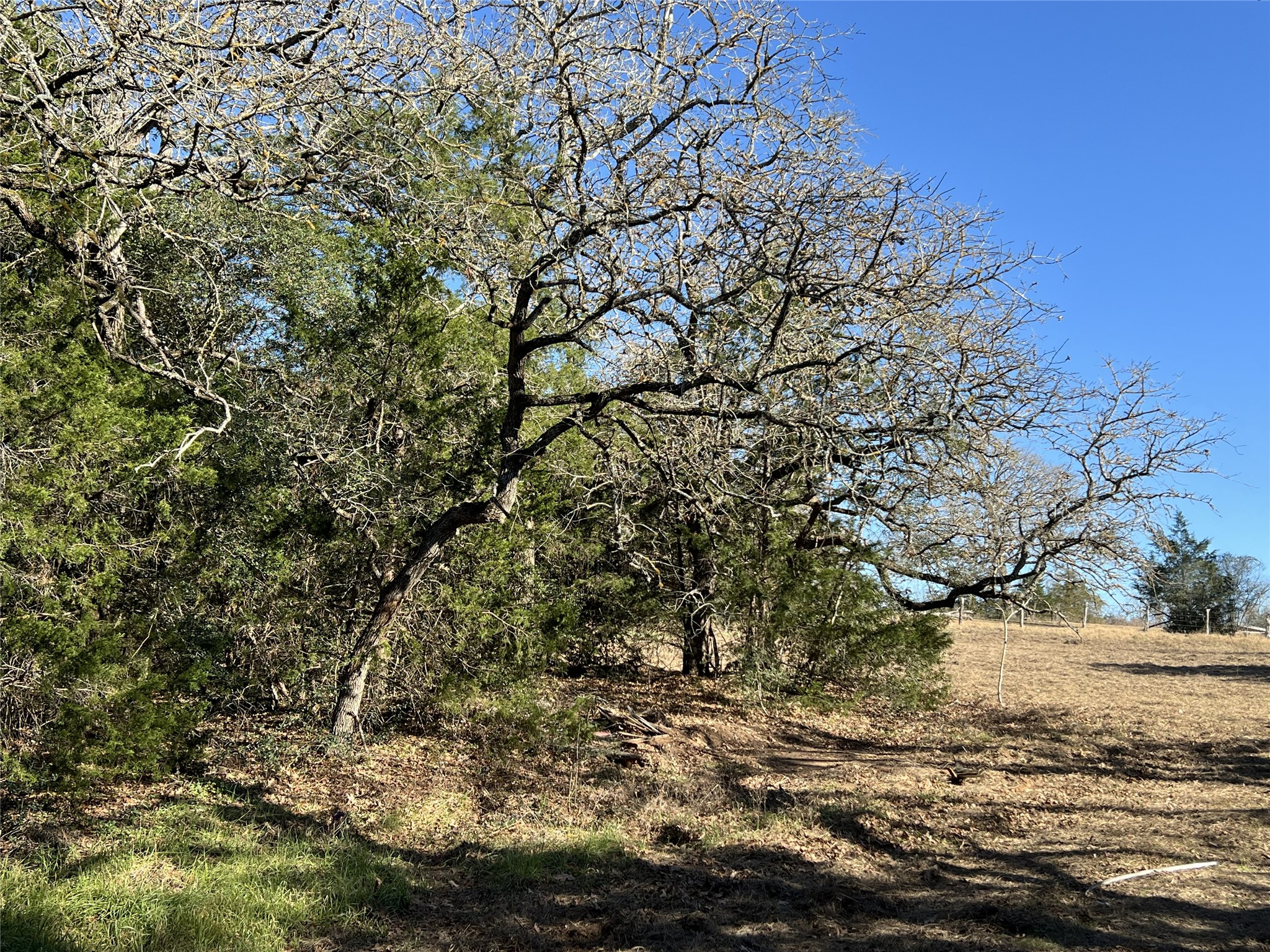 Tbd Rosanky Cattle Company Road Smithville, TX 78957 - Photo 12 of 40 a view of a yard with a tree