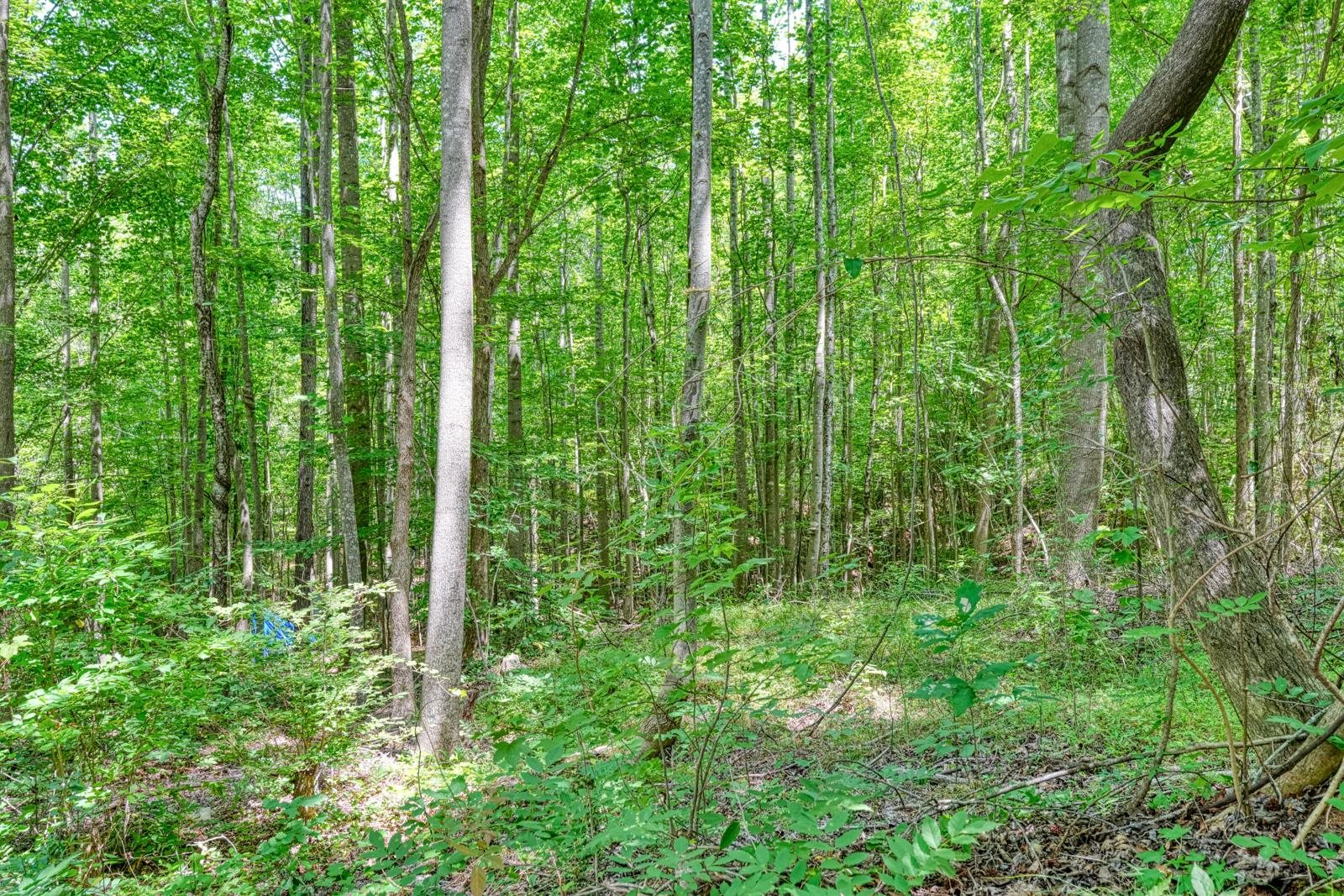 0 Long Branch Road Enoree, SC 29335 - Photo 15 of 16