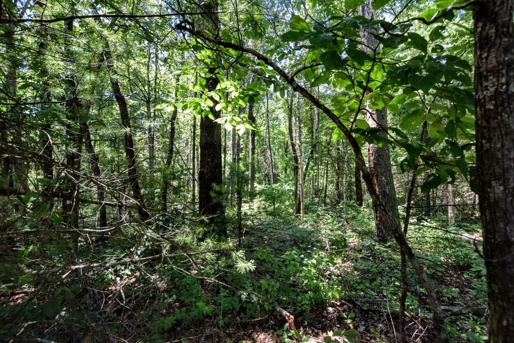 369 Sabo Road Grandview, TN 37337 - Photo 11 of 44 11