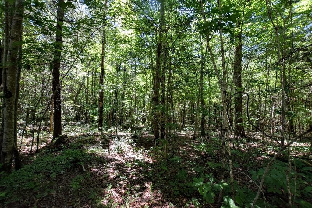 369 Sabo Road Grandview, TN 37337 - Photo 12 of 44 12