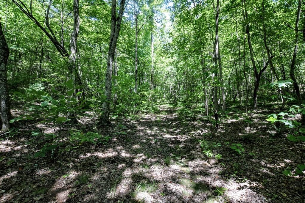 369 Sabo Road Grandview, TN 37337 - Photo 14 of 44 14