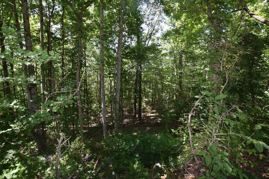 369 Sabo Road Grandview, TN 37337 - Photo 17 of 44 17