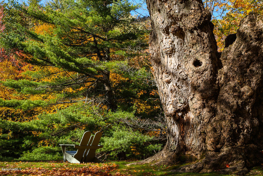82 Chestnut Hill Loop Montague, MA 01351 - Photo 27 of 36 a picture of tree