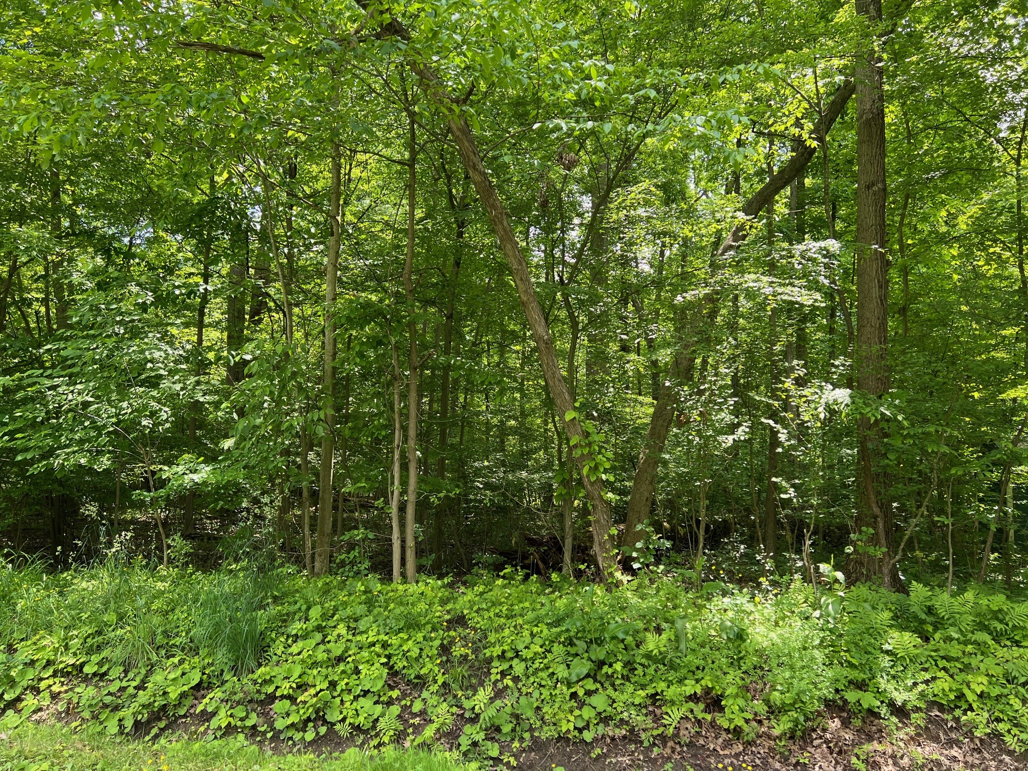 0 Lakeview Road Jamestown, PA 16134 - Photo 2 of 2