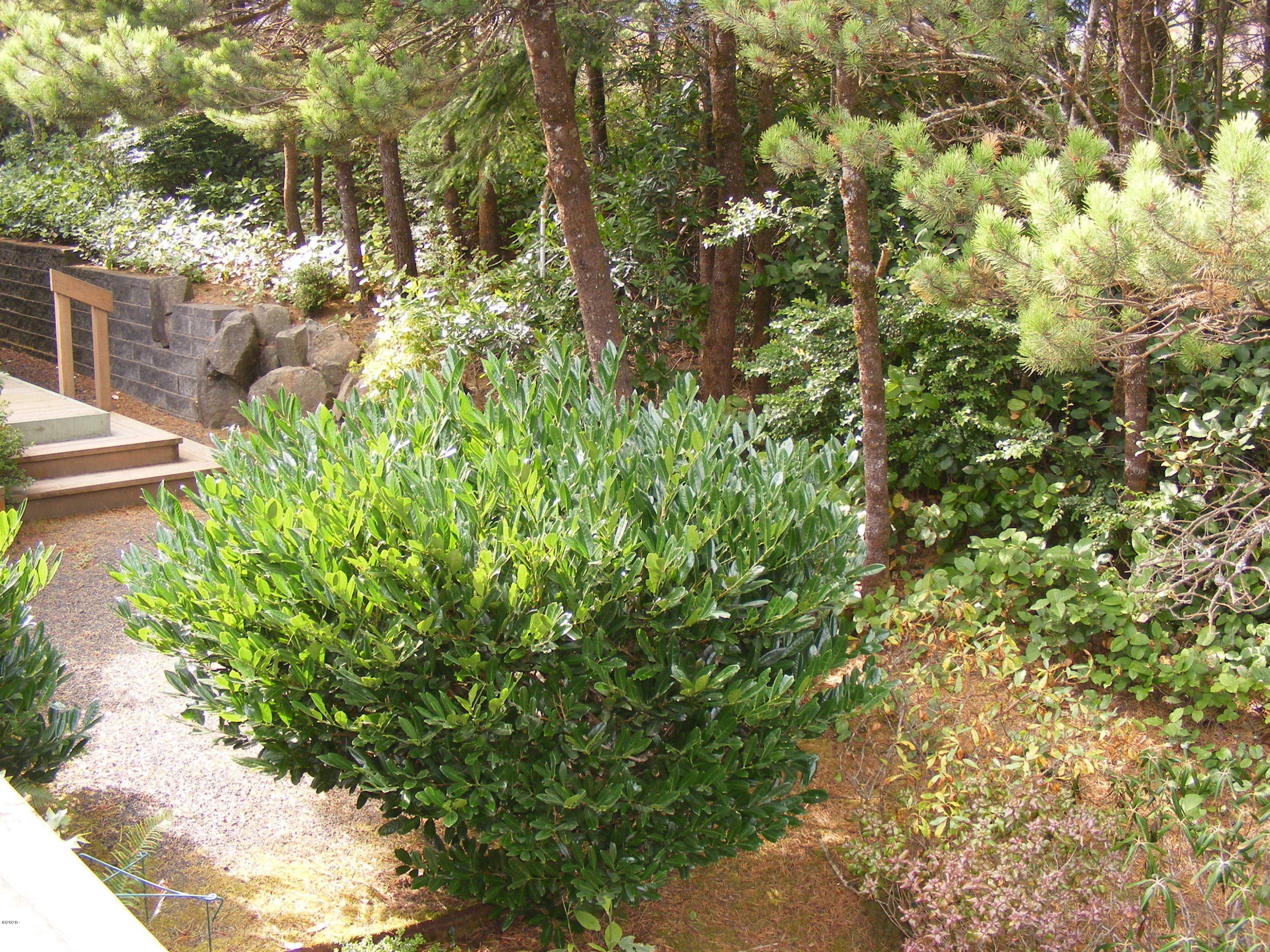 415 Northwest 19th Street Newport, OR 97365 - Photo 8 of 40 Landscaping