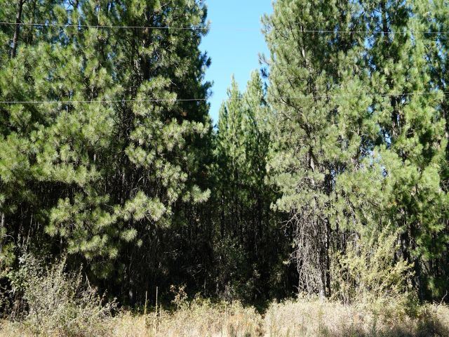 0 West White Road Cheney, WA 99004 - Photo 5 of 5