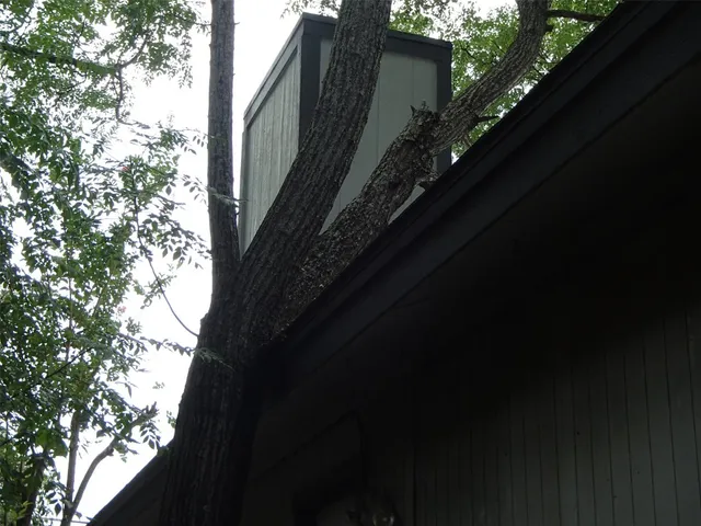 a close up of a tree in a balcony