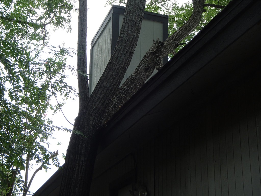 617 Luther Drive, Unit B Georgetown, TX 78628 - Photo 3 of 13 a close up of a tree in a balcony