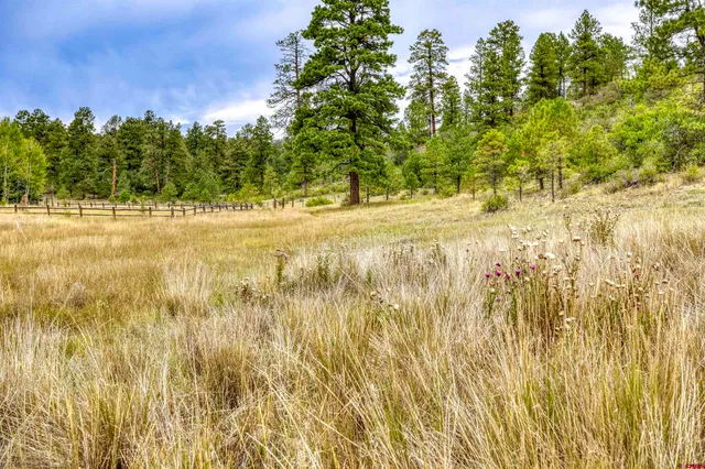 a view of yard with trees