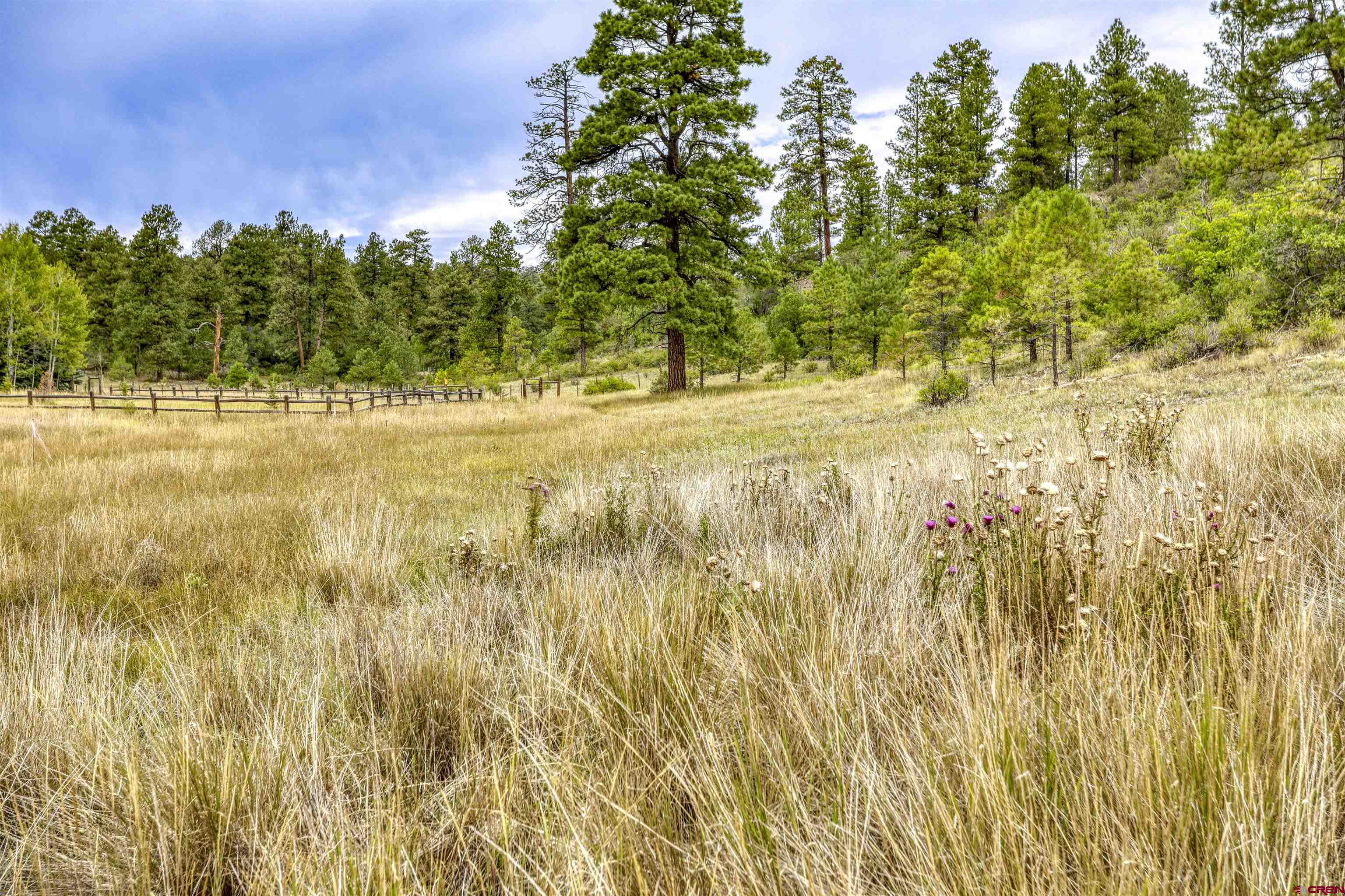 159 Snow Circle Pagosa Springs, CO 81147 - Photo 8 of 45 a view of yard with trees